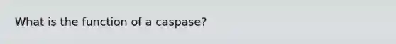 What is the function of a caspase?