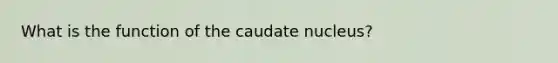 What is the function of the caudate nucleus?