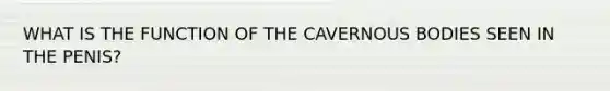 WHAT IS THE FUNCTION OF THE CAVERNOUS BODIES SEEN IN THE PENIS?