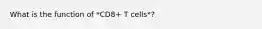 What is the function of *CD8+ T cells*?