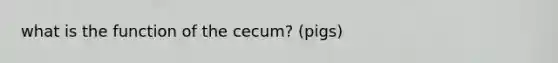 what is the function of the cecum? (pigs)