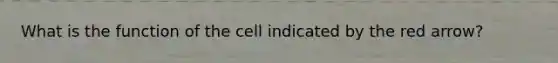 What is the function of the cell indicated by the red arrow?