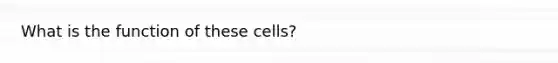 What is the function of these cells?