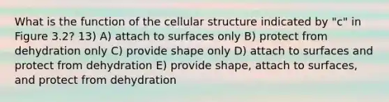 What is the function of the cellular structure indicated by "c" in Figure 3.2? 13) A) attach to surfaces only B) protect from dehydration only C) provide shape only D) attach to surfaces and protect from dehydration E) provide shape, attach to surfaces, and protect from dehydration