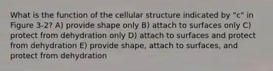 What is the function of the cellular structure indicated by "c" in Figure 3-2? A) provide shape only B) attach to surfaces only C) protect from dehydration only D) attach to surfaces and protect from dehydration E) provide shape, attach to surfaces, and protect from dehydration