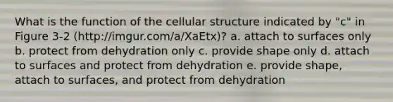 What is the function of the cellular structure indicated by "c" in Figure 3-2 (http://imgur.com/a/XaEtx)? a. attach to surfaces only b. protect from dehydration only c. provide shape only d. attach to surfaces and protect from dehydration e. provide shape, attach to surfaces, and protect from dehydration