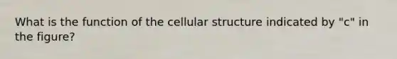 What is the function of the cellular structure indicated by "c" in the figure?