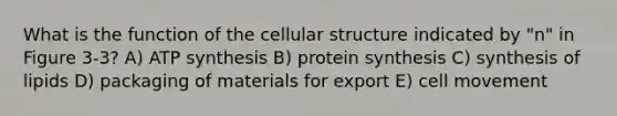 What is the function of the cellular structure indicated by "n" in Figure 3-3? A) ATP synthesis B) protein synthesis C) synthesis of lipids D) packaging of materials for export E) cell movement