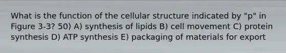 What is the function of the cellular structure indicated by "p" in Figure 3-3? 50) A) synthesis of lipids B) cell movement C) <a href='https://www.questionai.com/knowledge/kVyphSdCnD-protein-synthesis' class='anchor-knowledge'>protein synthesis</a> D) <a href='https://www.questionai.com/knowledge/kx3XpCJrFz-atp-synthesis' class='anchor-knowledge'>atp synthesis</a> E) packaging of materials for export