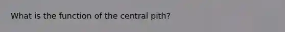 What is the function of the central pith?