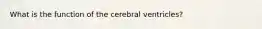 What is the function of the cerebral ventricles?