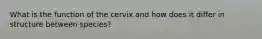 What is the function of the cervix and how does it differ in structure between species?