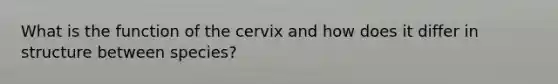 What is the function of the cervix and how does it differ in structure between species?