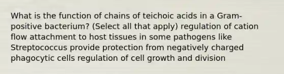 What is the function of chains of teichoic acids in a Gram-positive bacterium? (Select all that apply) regulation of cation flow attachment to host tissues in some pathogens like Streptococcus provide protection from negatively charged phagocytic cells regulation of cell growth and division