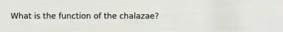 What is the function of the chalazae?