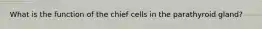 What is the function of the chief cells in the parathyroid gland?