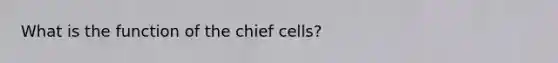 What is the function of the chief cells?