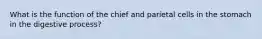 What is the function of the chief and parietal cells in the stomach in the digestive process?