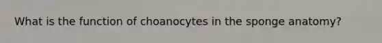 What is the function of choanocytes in the sponge anatomy?