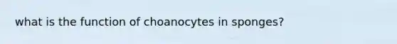 what is the function of choanocytes in sponges?