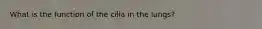 What is the function of the cilia in the lungs?