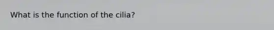 What is the function of the cilia?