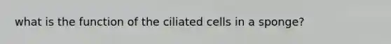 what is the function of the ciliated cells in a sponge?