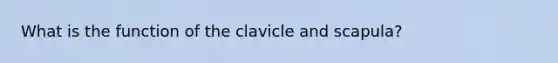 What is the function of the clavicle and scapula?