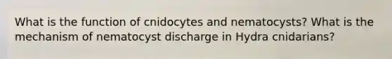 What is the function of cnidocytes and nematocysts? What is the mechanism of nematocyst discharge in Hydra cnidarians?