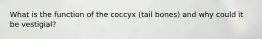 What is the function of the coccyx (tail bones) and why could it be vestigial?