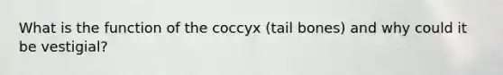 What is the function of the coccyx (tail bones) and why could it be vestigial?