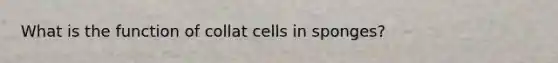 What is the function of collat cells in sponges?