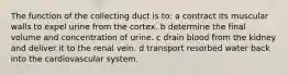 The function of the collecting duct is to: a contract its muscular walls to expel urine from the cortex. b determine the final volume and concentration of urine. c drain blood from the kidney and deliver it to the renal vein. d transport resorbed water back into the cardiovascular system.