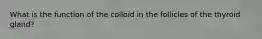 What is the function of the colloid in the follicles of the thyroid gland?