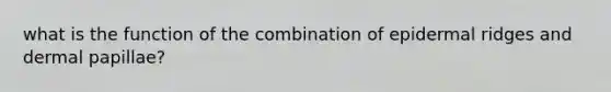 what is the function of the combination of epidermal ridges and dermal papillae?