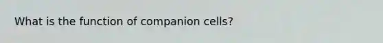 What is the function of companion cells?