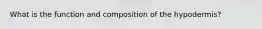 What is the function and composition of the hypodermis?