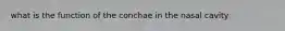 what is the function of the conchae in the nasal cavity