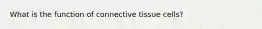 What is the function of connective tissue cells?