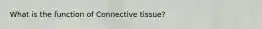 What is the function of Connective tissue?