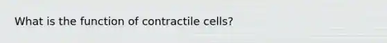 What is the function of contractile cells?