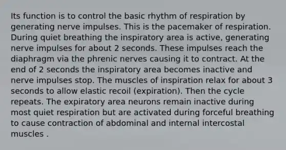 Its function is to control the basic rhythm of respiration by generating nerve impulses. This is the pacemaker of respiration. During quiet breathing the inspiratory area is active, generating nerve impulses for about 2 seconds. These impulses reach the diaphragm via the phrenic nerves causing it to contract. At the end of 2 seconds the inspiratory area becomes inactive and nerve impulses stop. The muscles of inspiration relax for about 3 seconds to allow elastic recoil (expiration). Then the cycle repeats. The expiratory area neurons remain inactive during most quiet respiration but are activated during forceful breathing to cause contraction of abdominal and internal intercostal muscles .