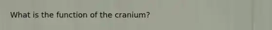 What is the function of the cranium?