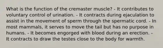 What is the function of the cremaster muscle? - It contributes to voluntary control of urination. - It contracts during ejaculation to assist in the movement of sperm through the spermatic cord. - In most mammals, it serves to move the tail but has no purpose in humans. - It becomes engorged with blood during an erection. - It contracts to draw the testes close to the body for warmth.