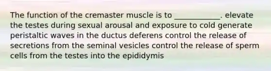 The function of the cremaster muscle is to ____________. elevate the testes during sexual arousal and exposure to cold generate peristaltic waves in the ductus deferens control the release of secretions from the seminal vesicles control the release of sperm cells from the testes into the epididymis