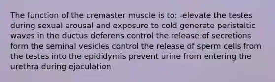 The function of the cremaster muscle is to: -elevate the testes during sexual arousal and exposure to cold generate peristaltic waves in the ductus deferens control the release of secretions form the seminal vesicles control the release of sperm cells from the testes into the epididymis prevent urine from entering the urethra during ejaculation