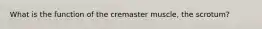 What is the function of the cremaster muscle, the scrotum?