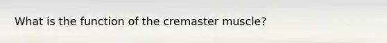 What is the function of the cremaster muscle?