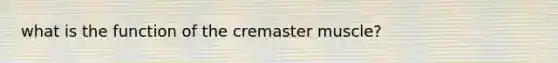 what is the function of the cremaster muscle?