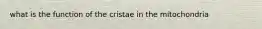 what is the function of the cristae in the mitochondria